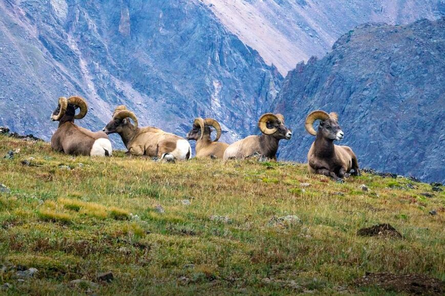 9. Rocky Mountain